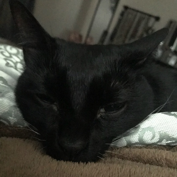 Meet your Posher, Robin - Picture 1 of 1